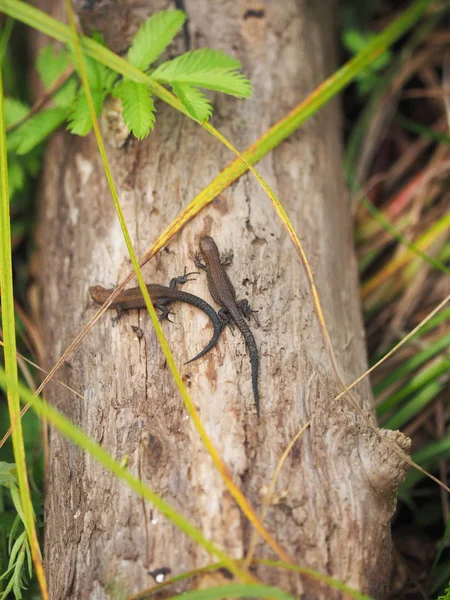 Lebendgebärende Eidechse auf einem Baum im Wald — Stockfoto