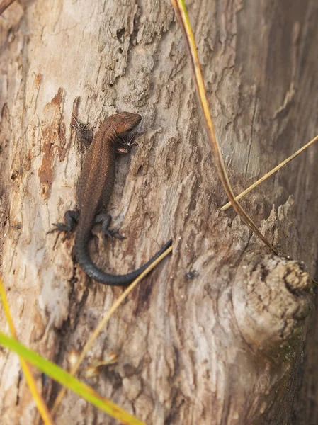 森の木の上の鮮やかなトカゲ — ストック写真