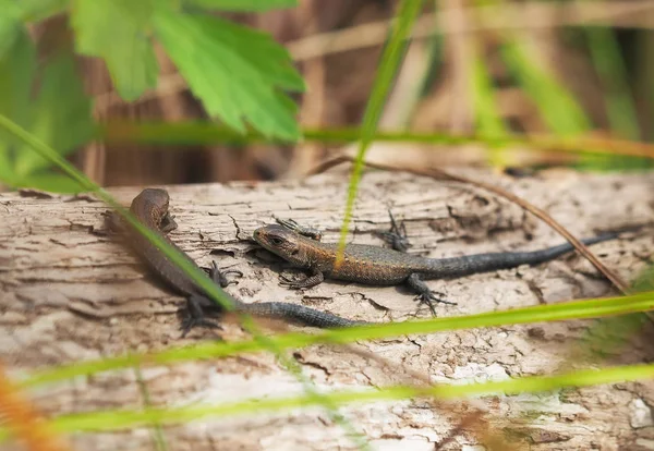 Jaszczurka żyworodna na drzewie w lesie — Zdjęcie stockowe