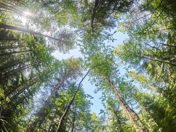 Coroas de árvores na floresta. Para baixo. — Fotografia de Stock