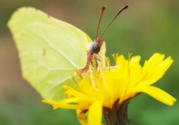 Zelený motýl na květu — Stock fotografie