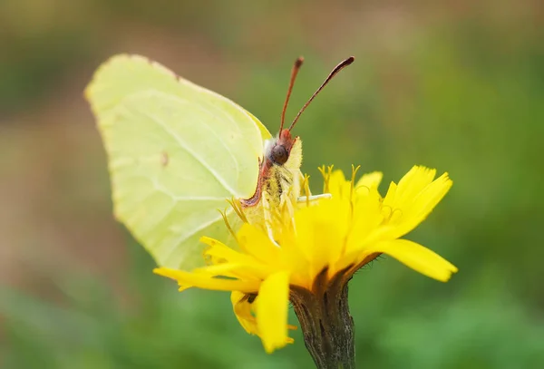 Zelený motýl na květu — Stock fotografie