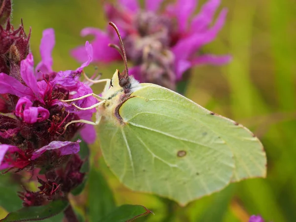 Green butterfly on a flower — Stock Photo, Image