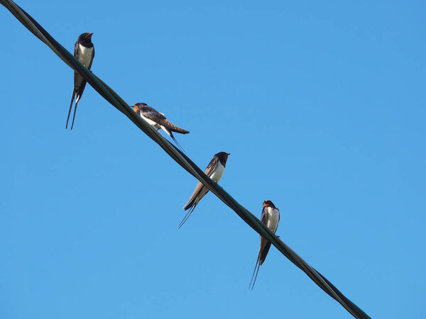 swallows on wires against the blue sky