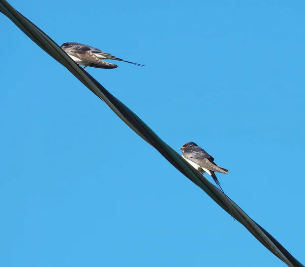 Golondrinas en cables contra el cielo azul —  Fotos de Stock