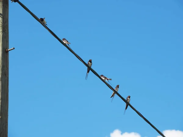 Rondini su fili contro il cielo blu — Foto Stock