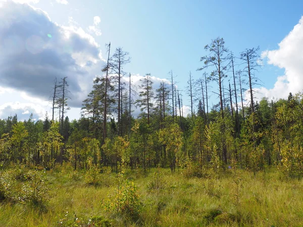 Nella foresta settentrionale. Russia. Carelia — Foto Stock