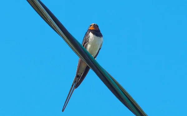 Golondrinas en cables contra el cielo azul — Foto de Stock