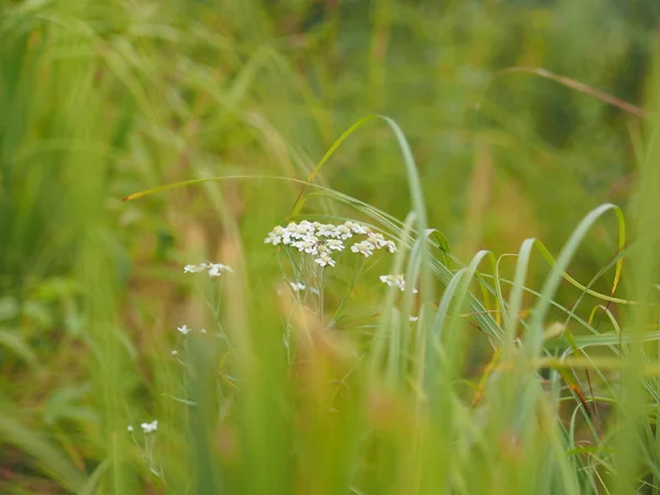 夏の草だ森 — ストック写真