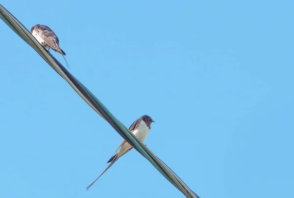 Golondrinas en cables contra el cielo azul —  Fotos de Stock