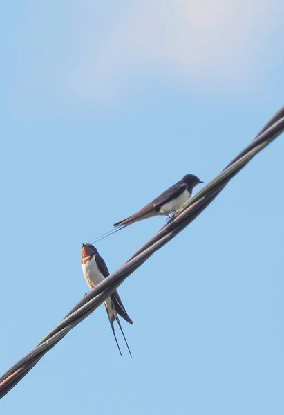 Golondrinas en cables contra el cielo azul — Foto de Stock