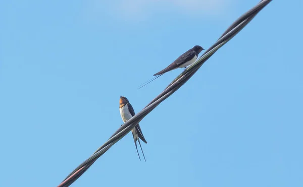 Golondrinas en cables contra el cielo azul — Foto de Stock