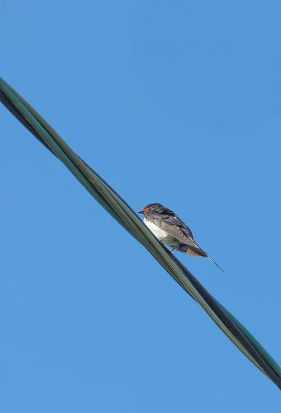 Slikt op draden tegen de blauwe lucht — Stockfoto