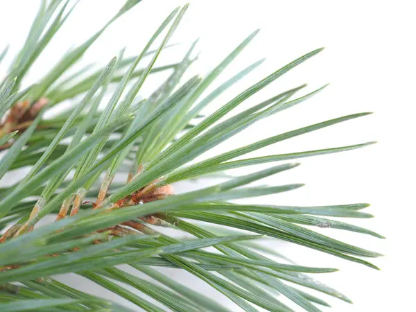 Green pine branches on a white background Stock Image
