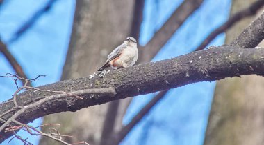 Ağaçtaki bir kuş.