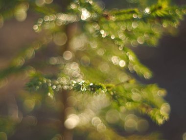 Ormandaki dallar. Bahar