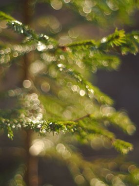 Ormandaki dallar. Bahar