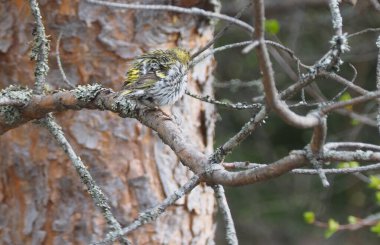 Ağaçtaki Siskin Kuş. bahar ormanı