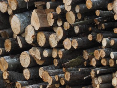 Ormanda kesilen ağaçlar. - Rusya. Karelya