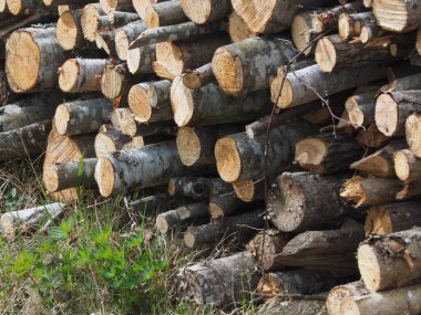 Ormanda kesilen ağaçlar. - Rusya. Karelya