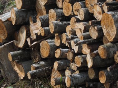 Ormanda kesilen ağaçlar. - Rusya. Karelya