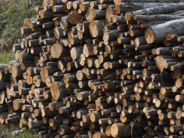 Ormanda kesilen ağaçlar. - Rusya. Karelya