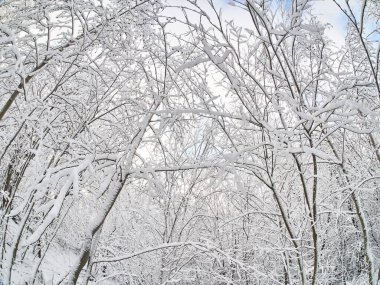 Ormanda kış. Taiga