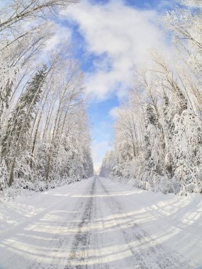 Ormandaki yol. kış