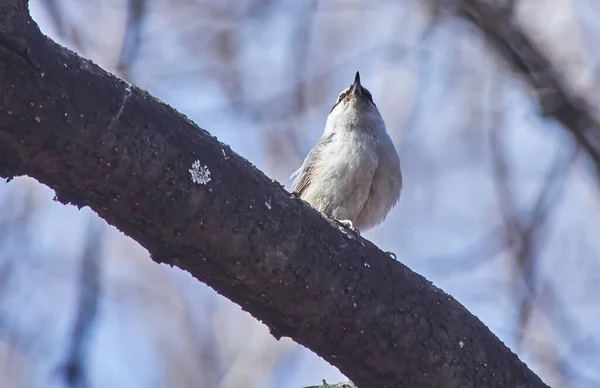 Nuthatch pájaro en un árbol —  Fotos de Stock