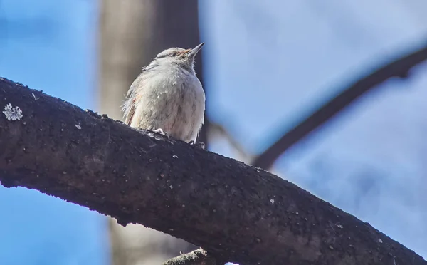 Nuthatch fågel på ett träd — Stockfoto