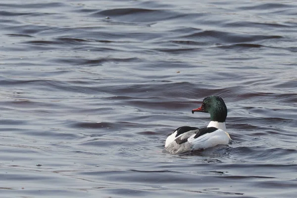 Goosander kachna na řece — Stock fotografie