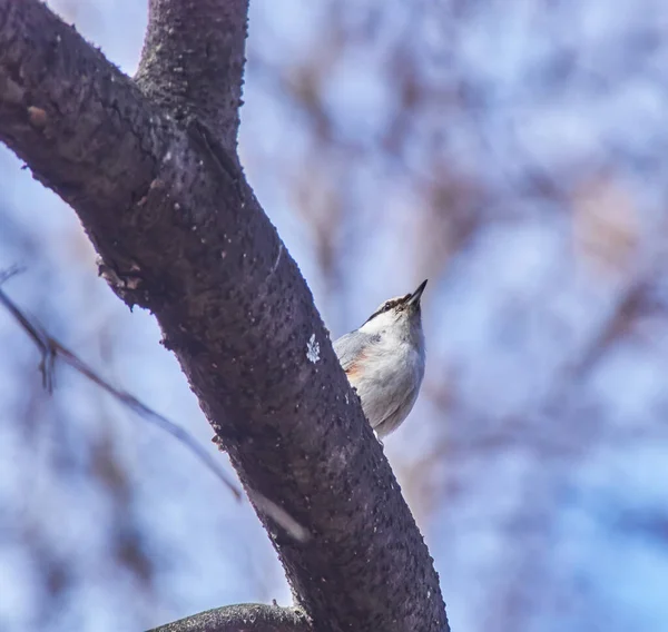 Nuthatch lintu puussa — kuvapankkivalokuva