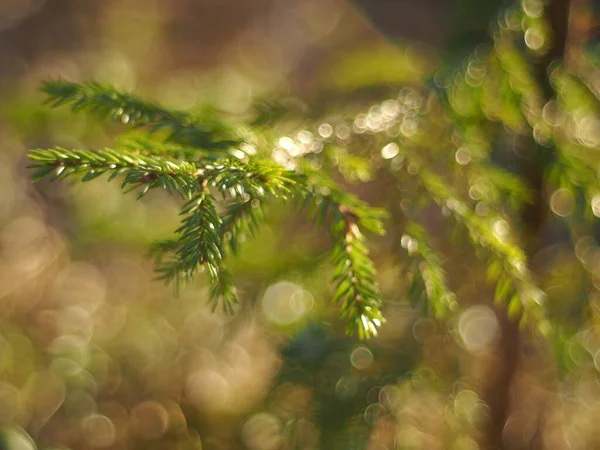 Ramas de abeto en el bosque. Primavera — Foto de Stock