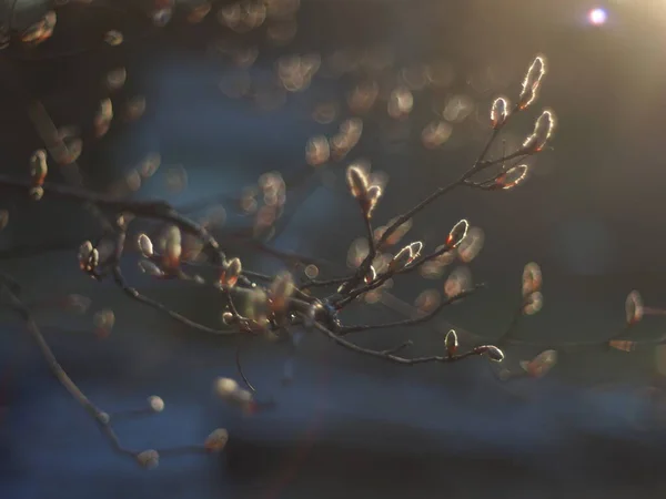 Muguri de salcie în pădure. Primăvara — Fotografie, imagine de stoc