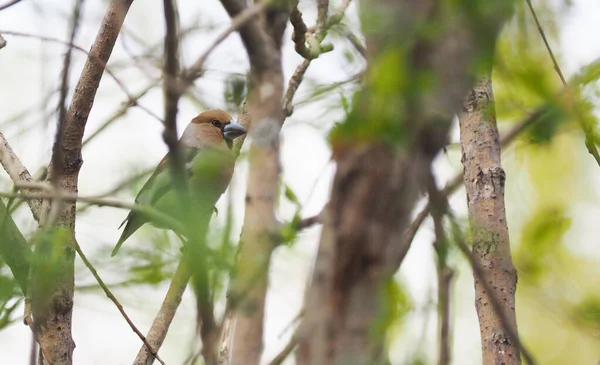 Ave grosbeak en el bosque — Foto de Stock