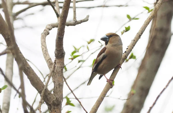 Ave grosbeak en el bosque — Foto de Stock