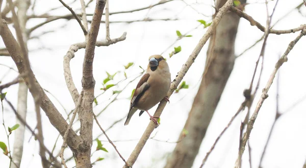 Ave grosbeak en el bosque — Foto de Stock