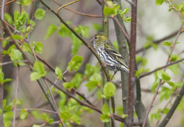 Un pájaro Siskin en un árbol. bosque de primavera —  Fotos de Stock