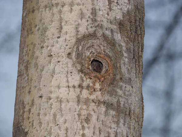 アスペンに空洞がある春の森 — ストック写真