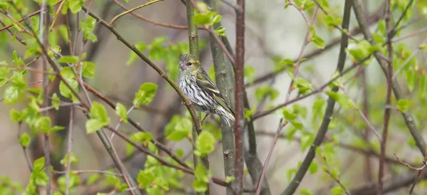 Un pájaro Siskin en un árbol. bosque de primavera —  Fotos de Stock