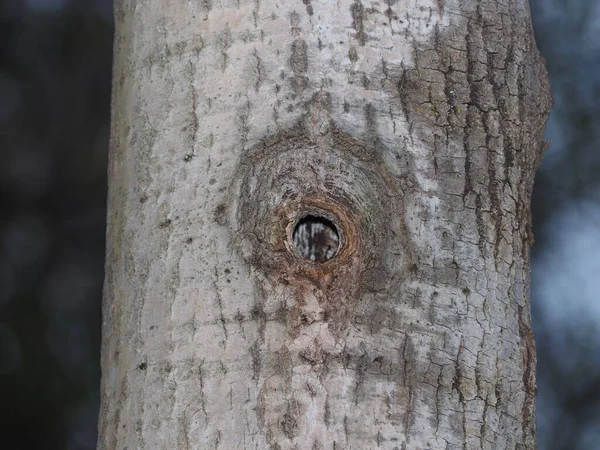 アスペンに空洞がある春の森 — ストック写真