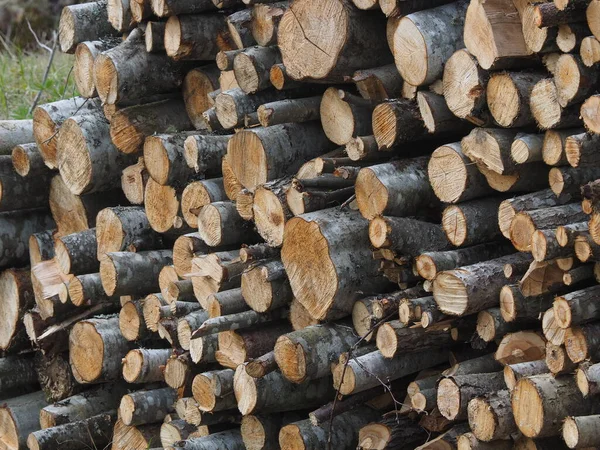 Bomen gezaagd in het bos. Rusland. Karelië — Stockfoto