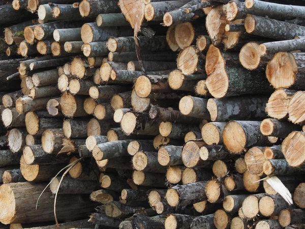 Bomen gezaagd in het bos. Rusland. Karelië — Stockfoto