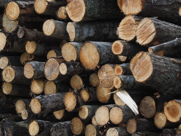Gesägte Bäume im Wald. Russland. Karelien — Stockfoto