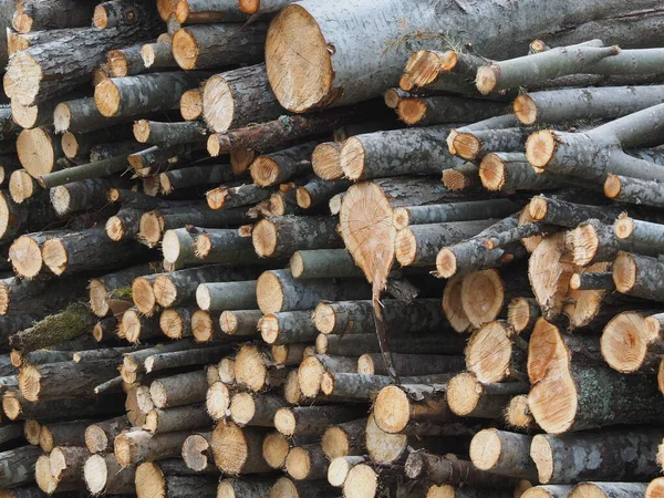 Bomen gezaagd in het bos. Rusland. Karelië — Stockfoto