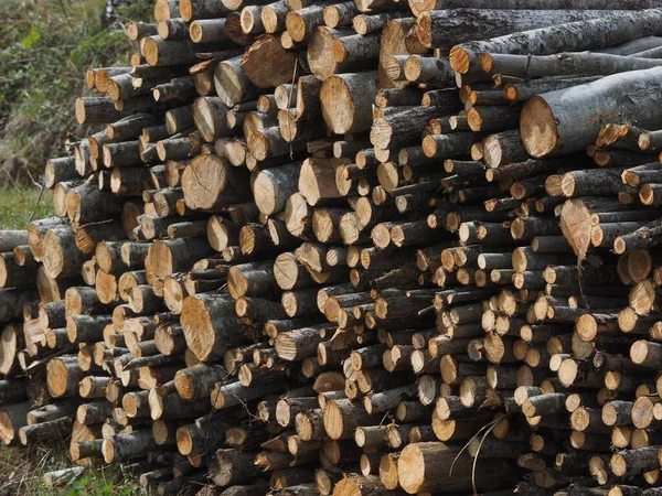 Bomen gezaagd in het bos. Rusland. Karelië — Stockfoto