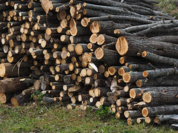 Gesägte Bäume im Wald. Russland. Karelien — Stockfoto