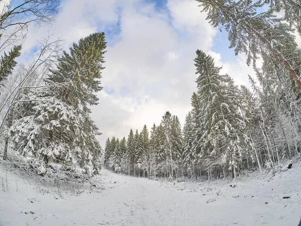 Invierno en el bosque. taiga — Foto de Stock