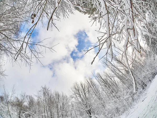 Inverno na floresta. taiga — Fotografia de Stock