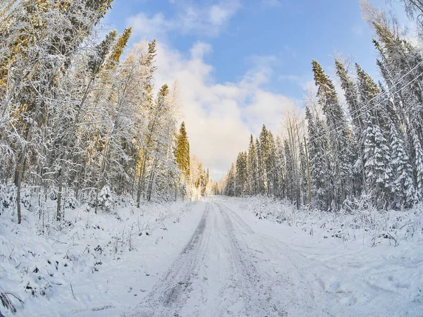 Camino en el bosque. invierno — Foto de Stock